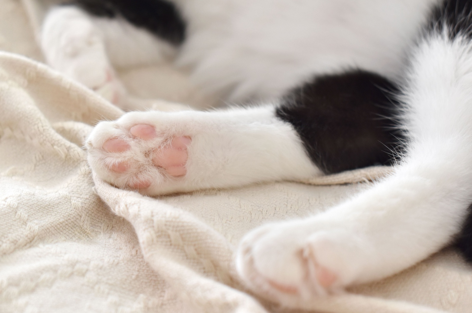 sleeping cat toes