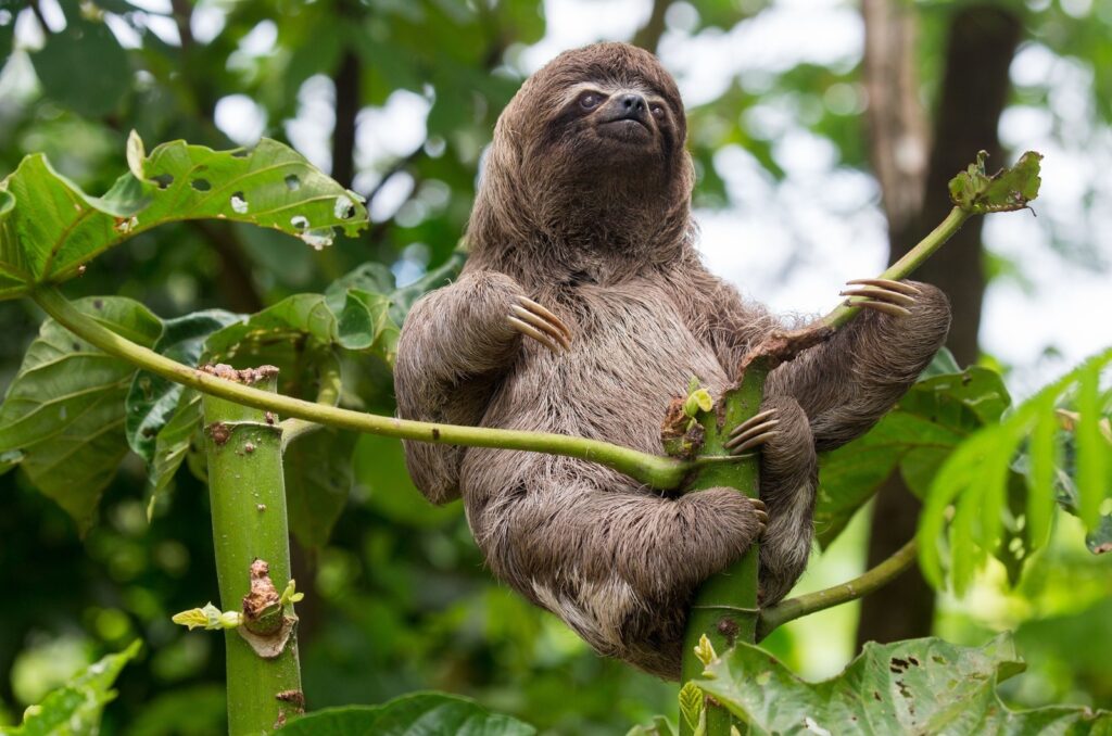 sloth