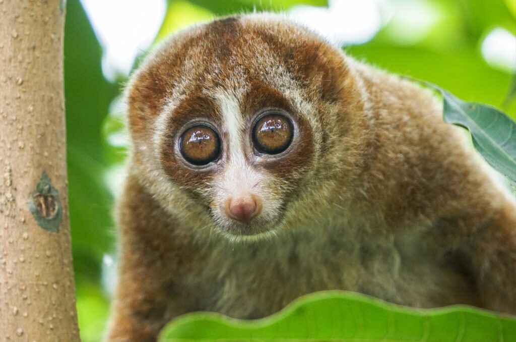 slow loris