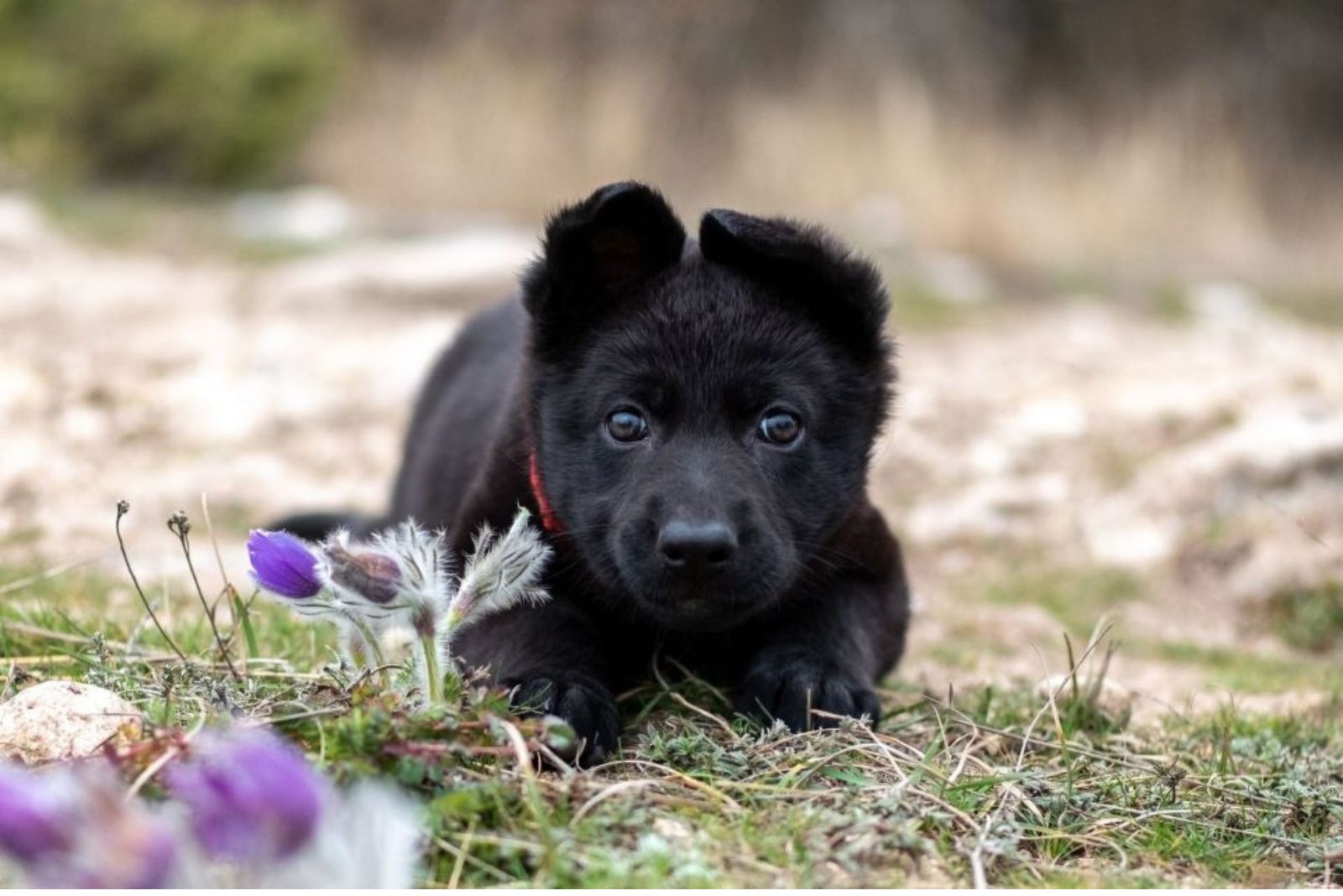 small german shepherd puppy