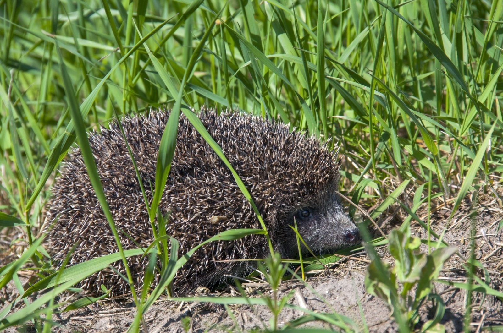 small hedgehog