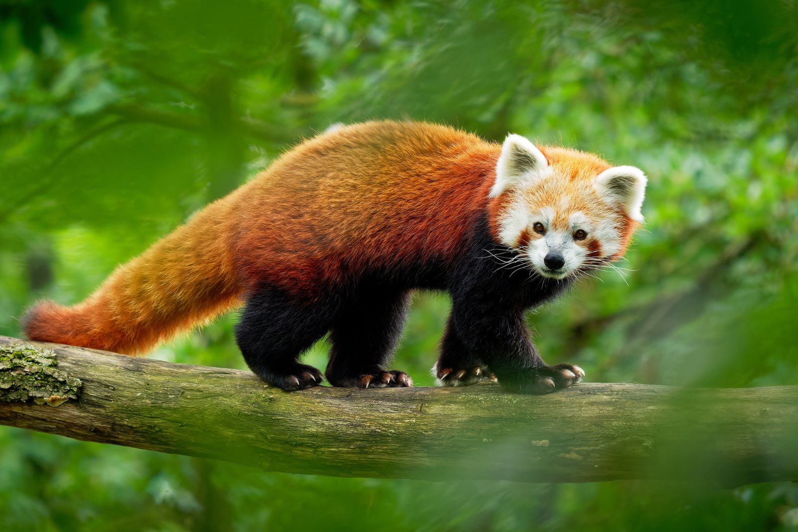 small red panda