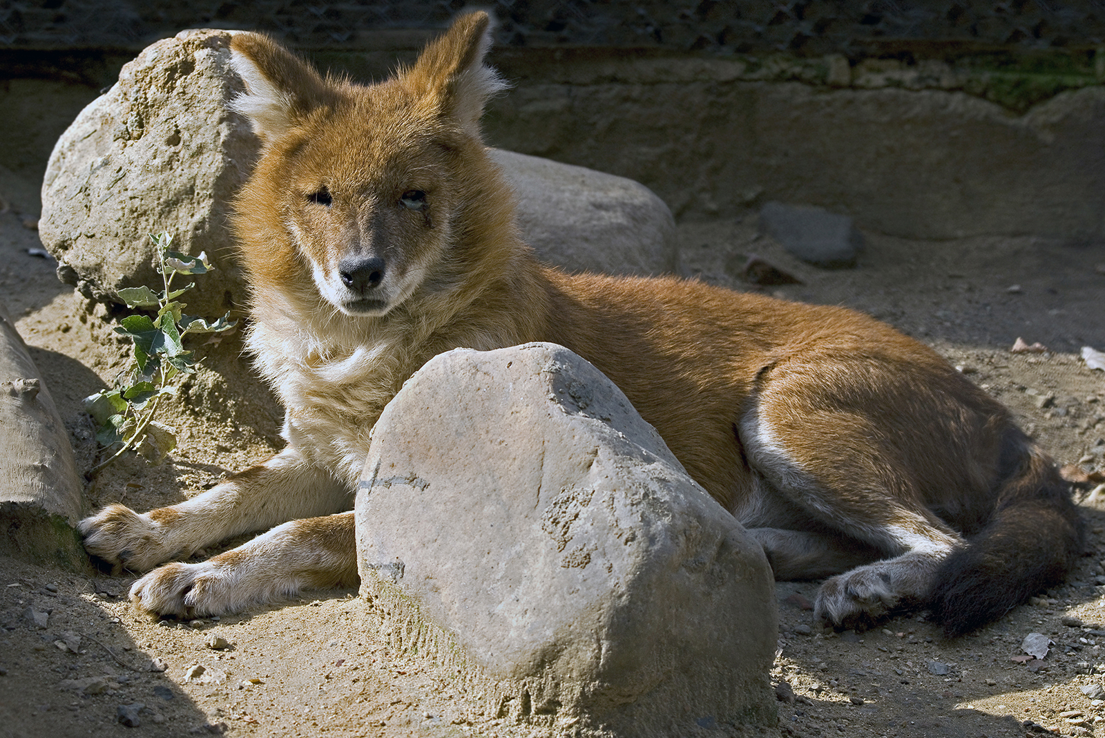 small red wolf