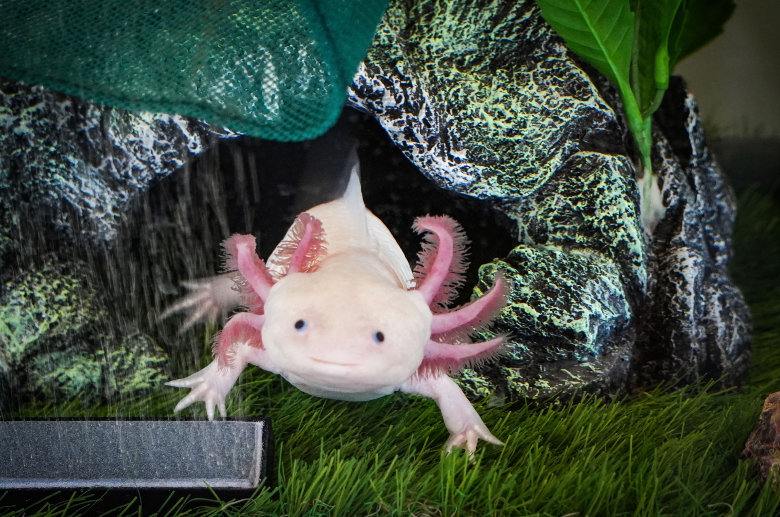 smiling axolotl