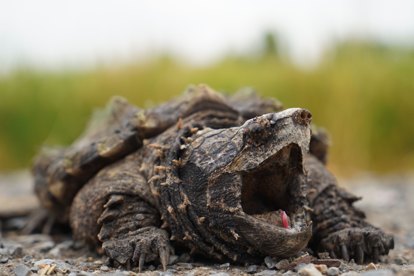 snapping turtle