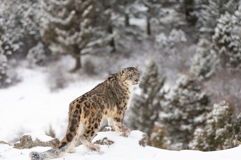 snow leopard