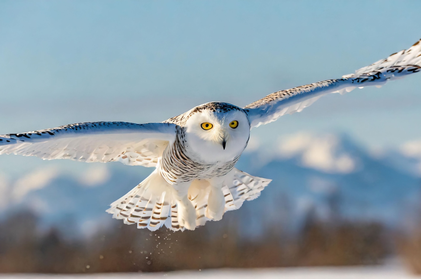 snowy owl