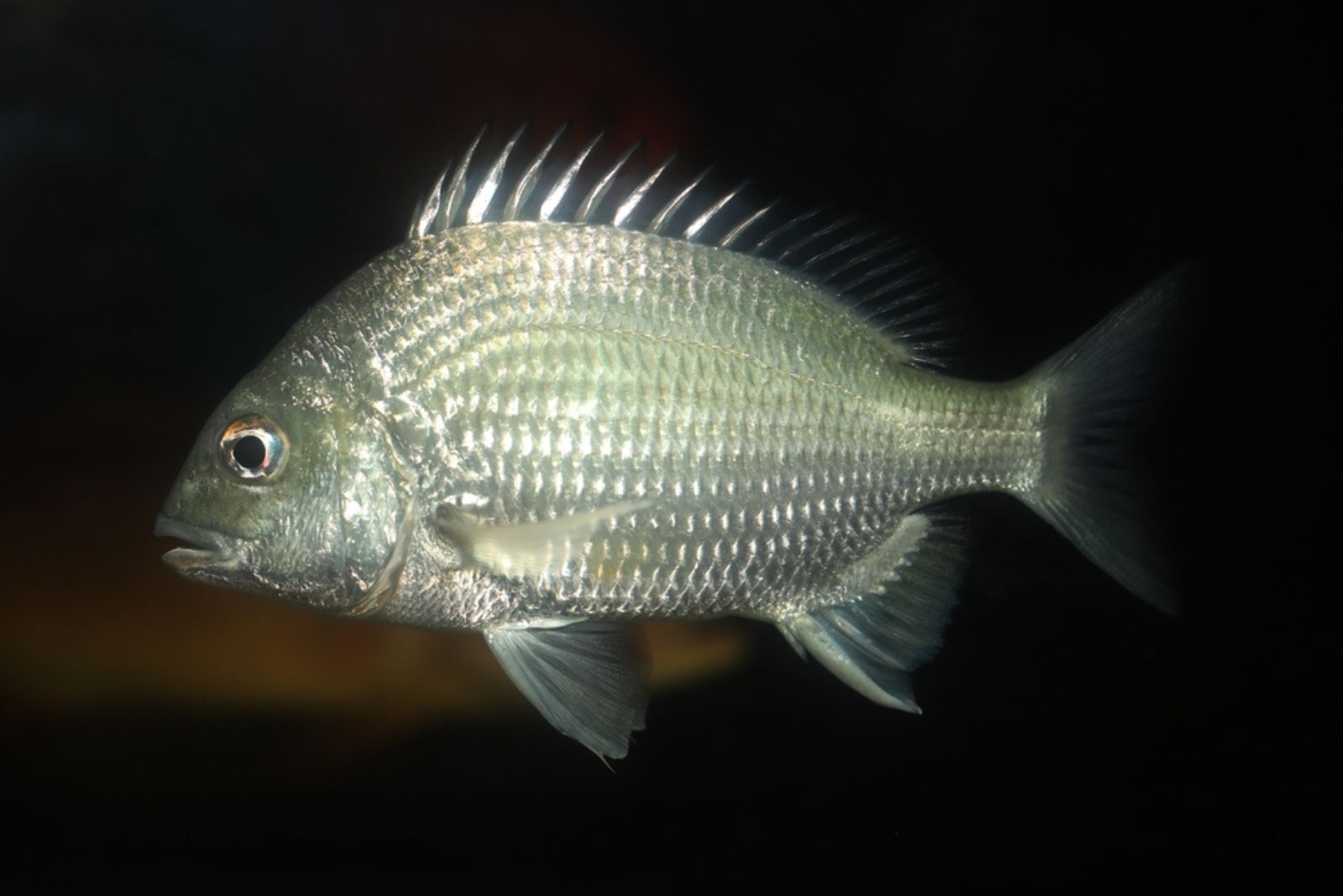 sparid fish