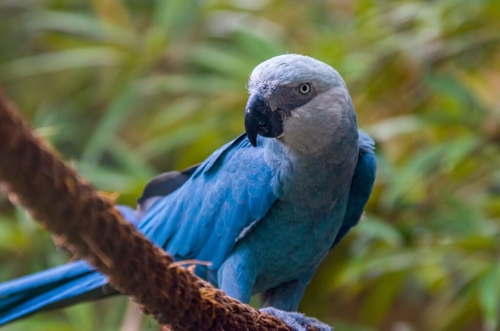 spix's macaw