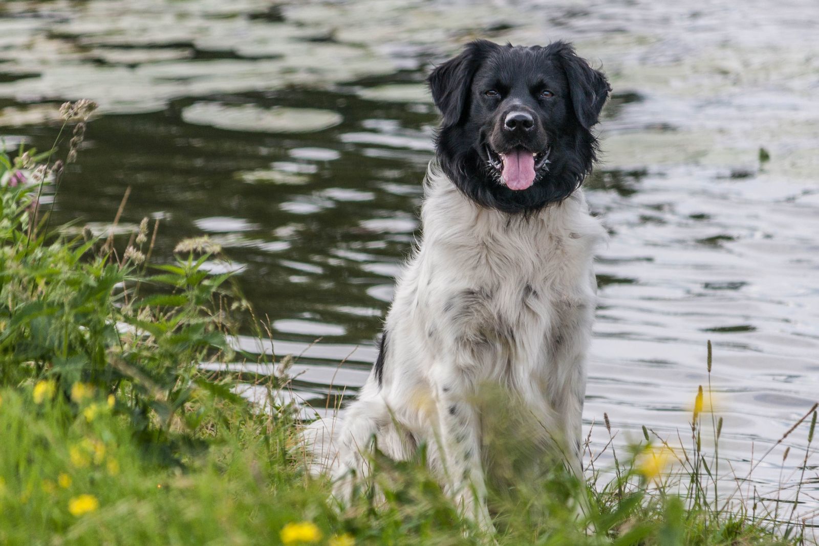 stabyhoun