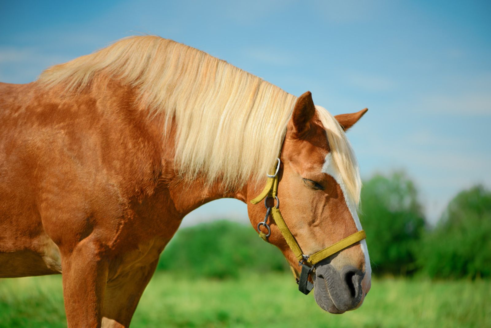 standing horse sleeping