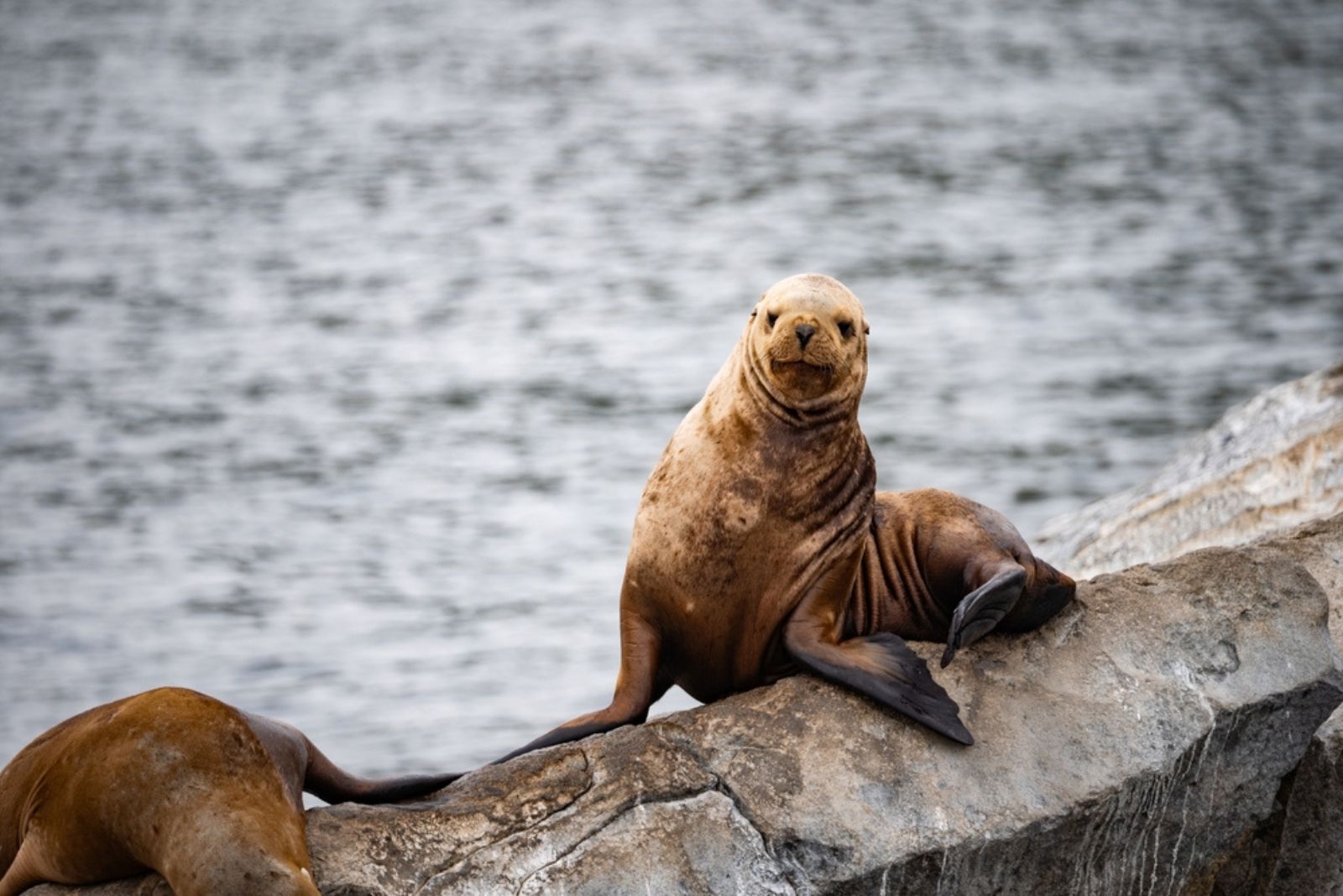 steller sea lion