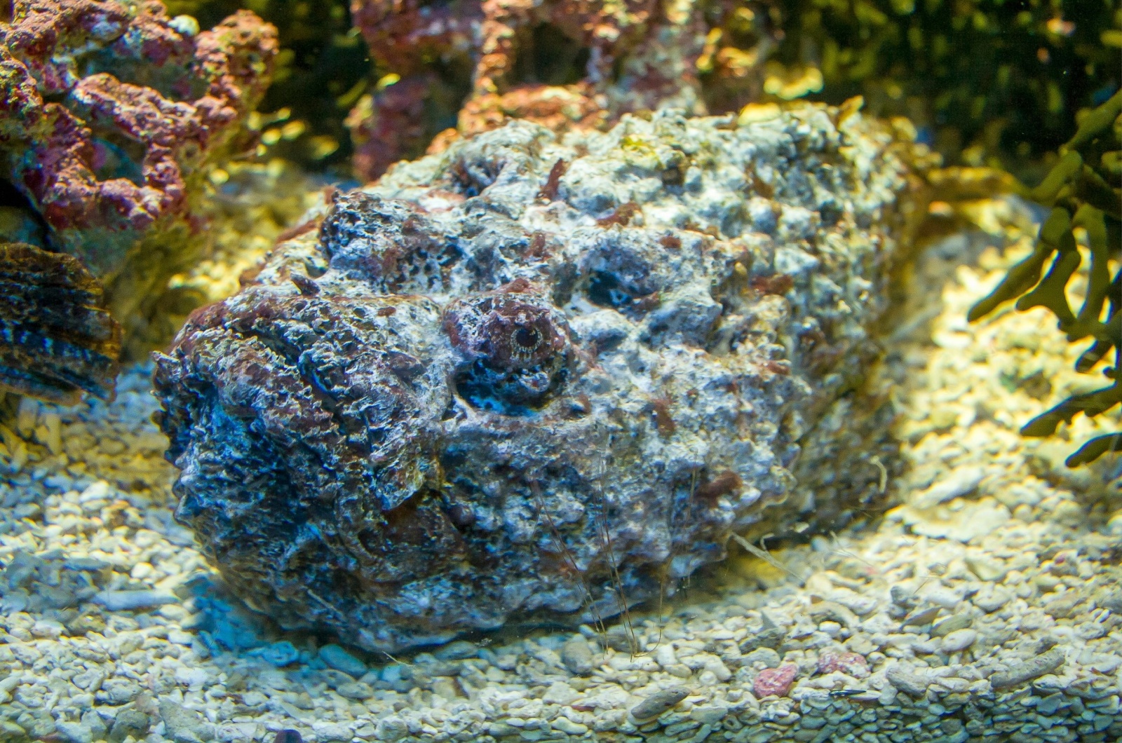 stonefish 