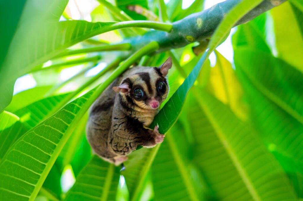 sugar glider