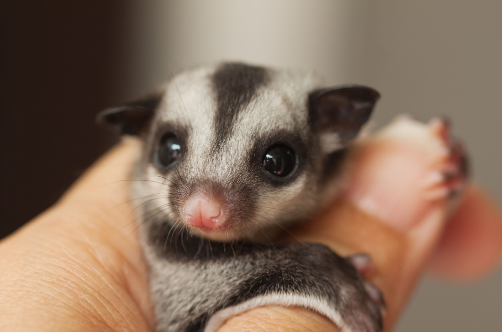 sugar glider on hand