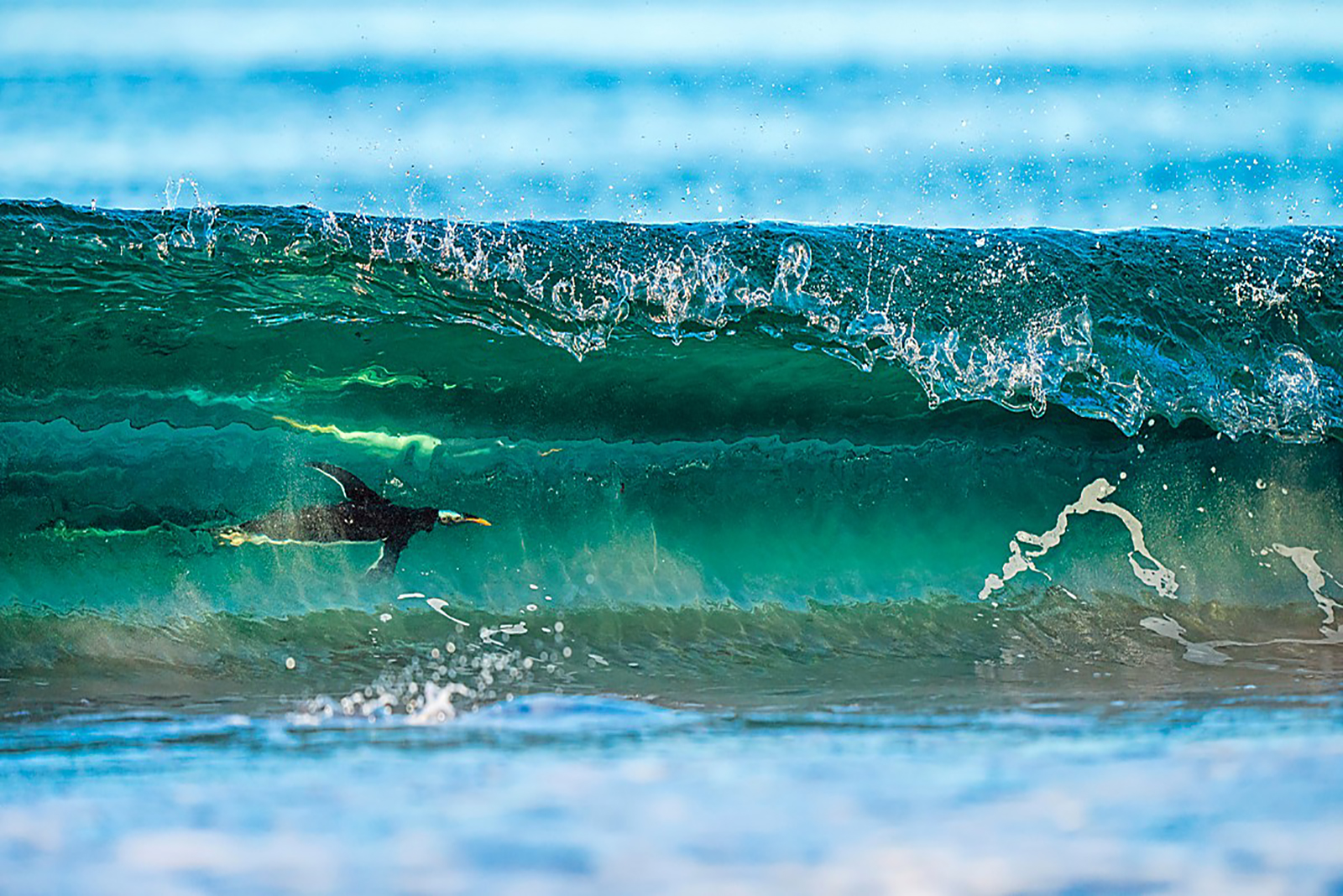 surfing animal