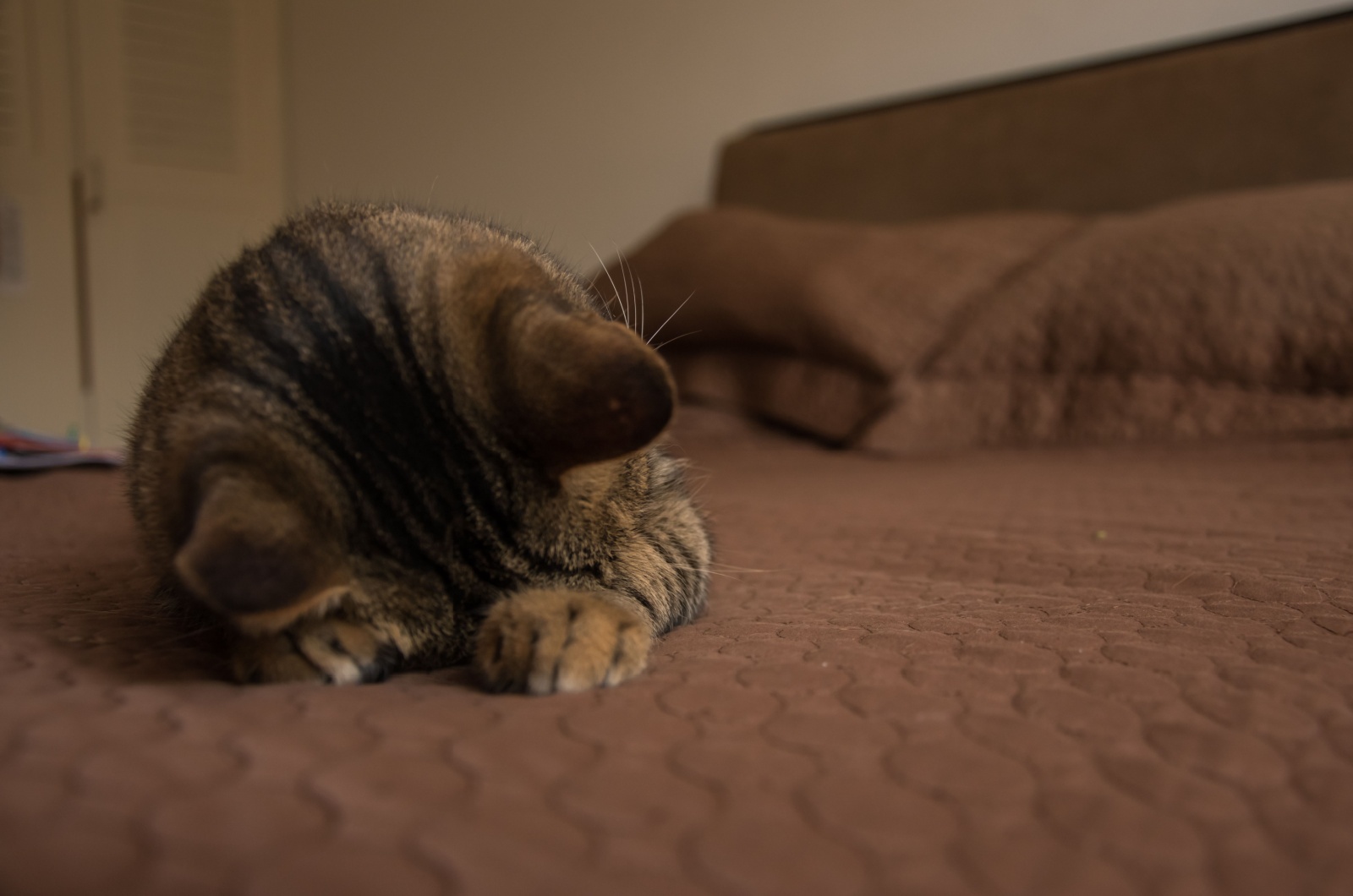 sweet kitten sleeping