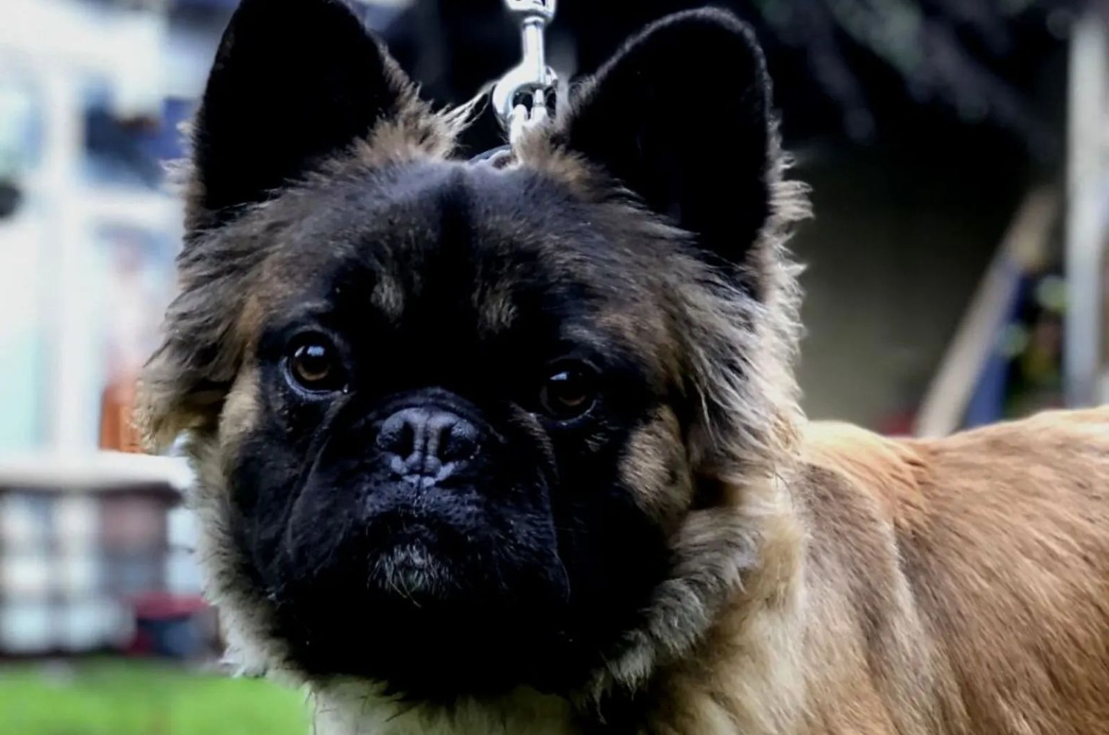 sweet long haired French Bulldog