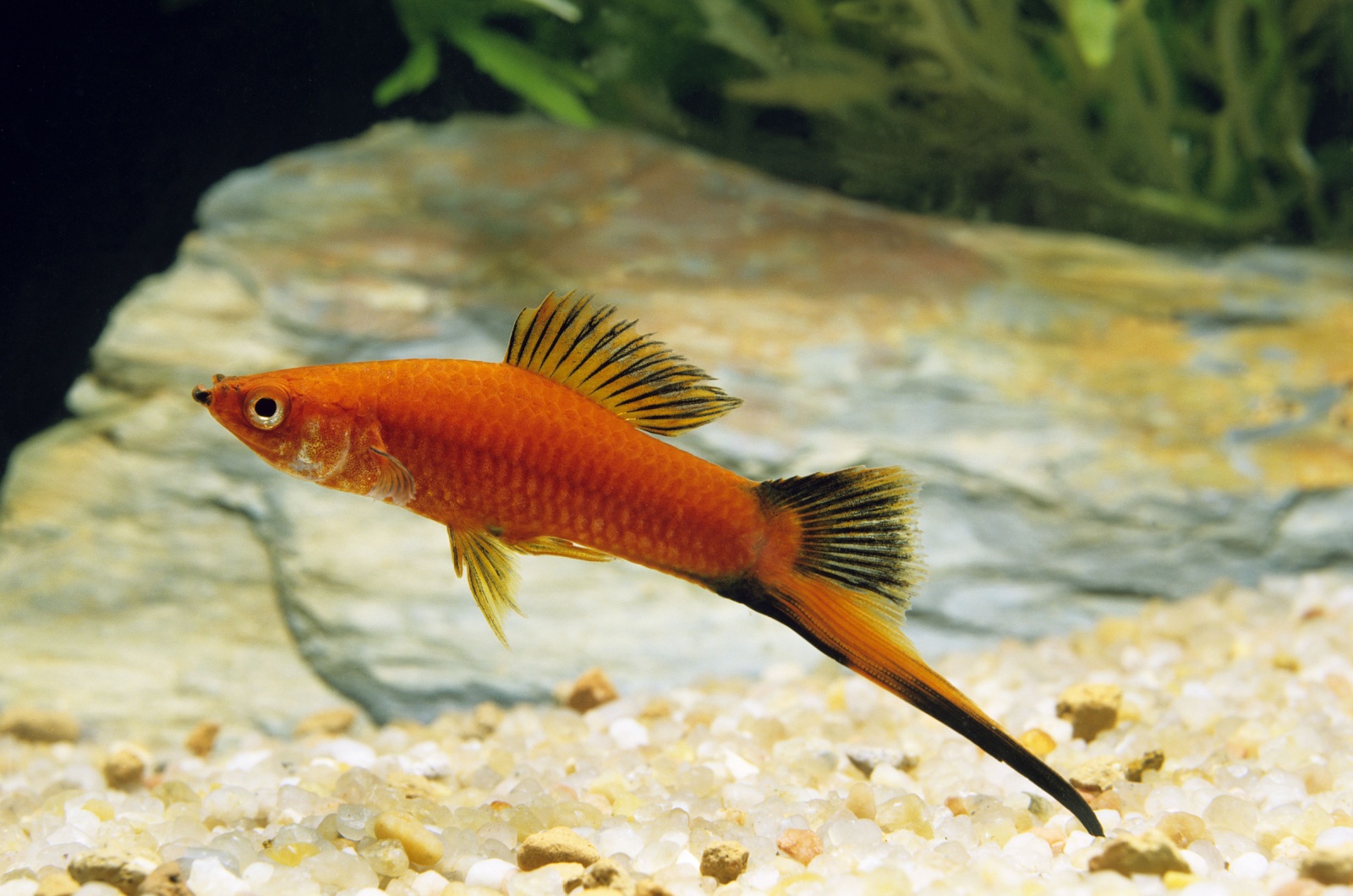 swordtail