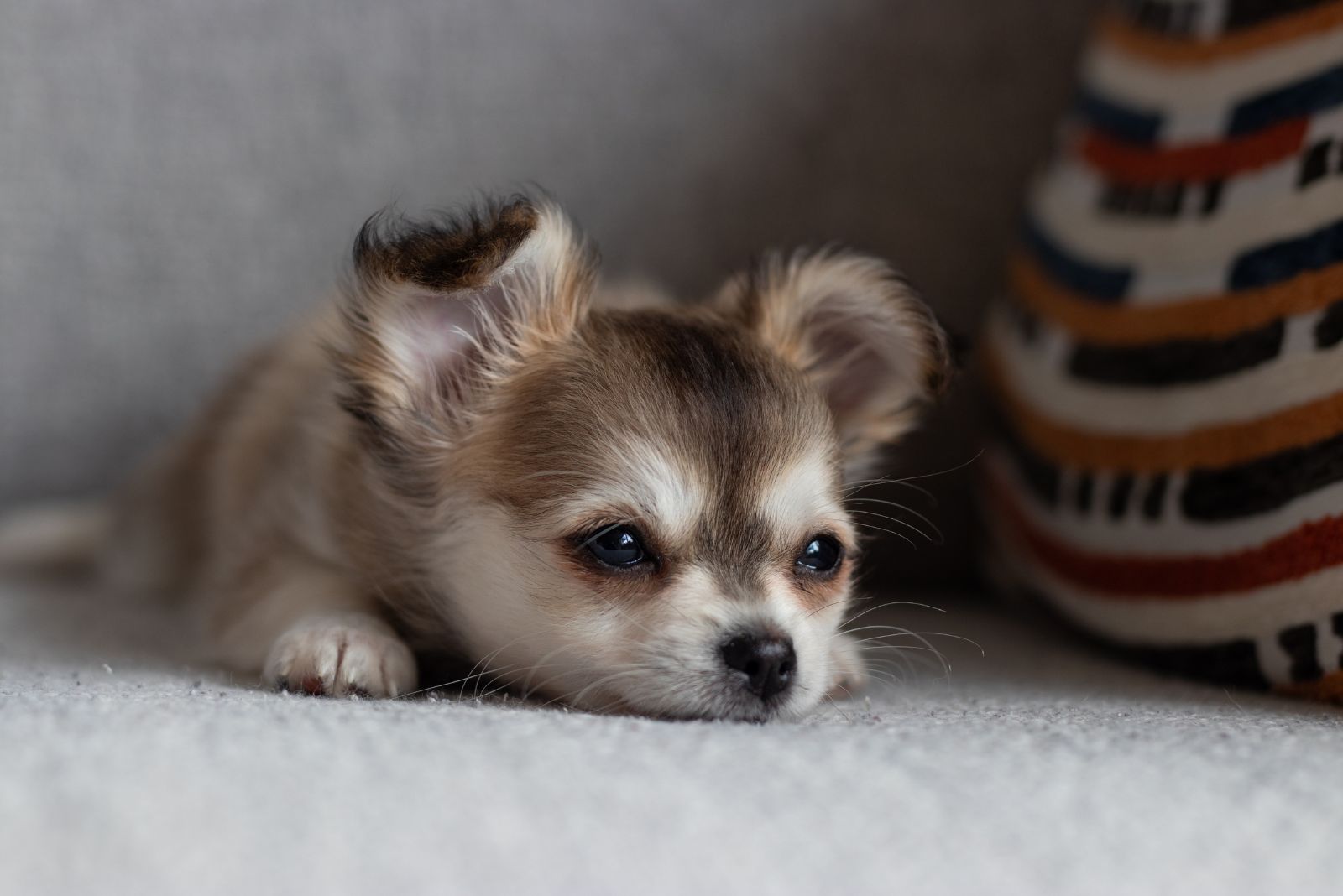 teacup chihuahua