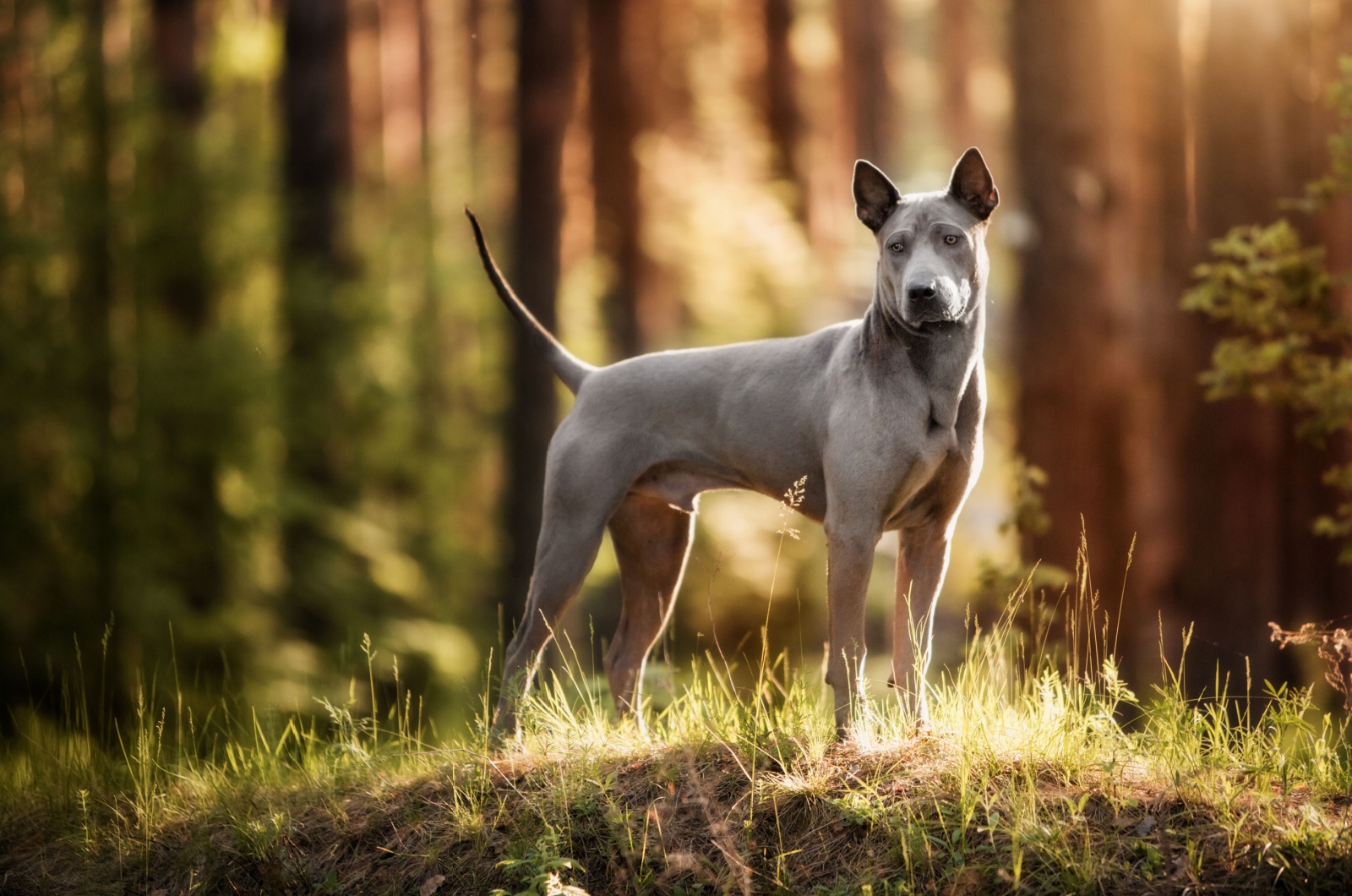 thai ridgeback