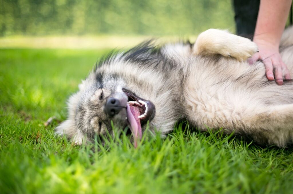 the dog enjoys while the woman caresses his belly