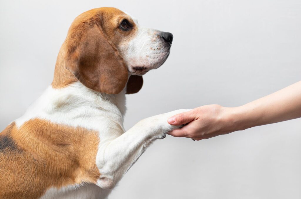 the dog gives a paw to the girl