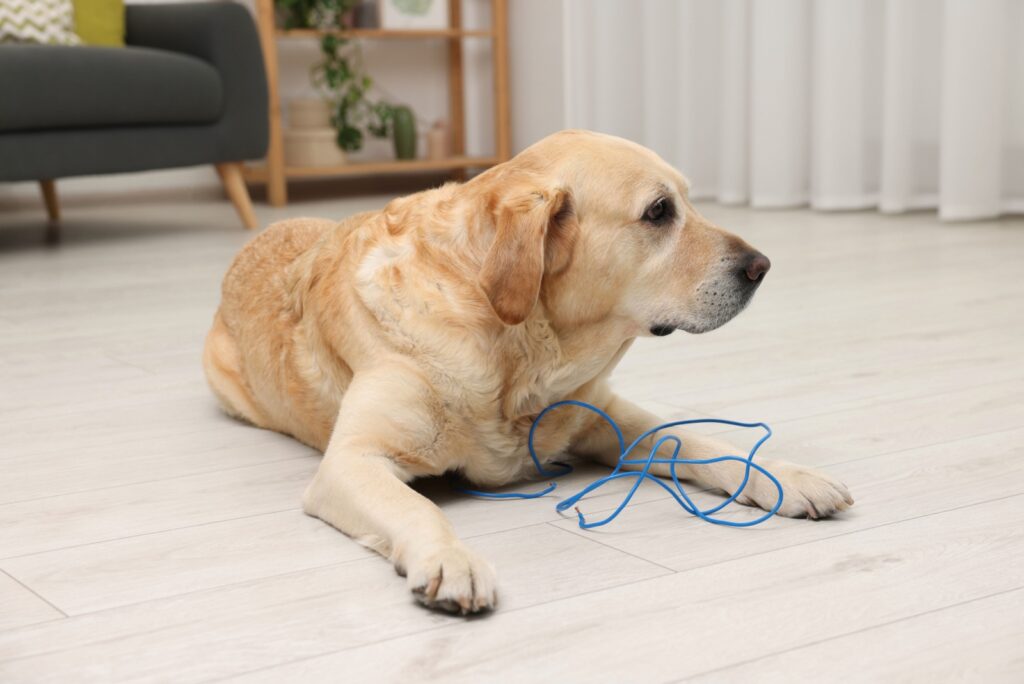 the dog is lying next to the blue wire