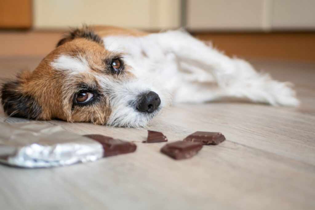 the dog is lying next to the chocolate cubes