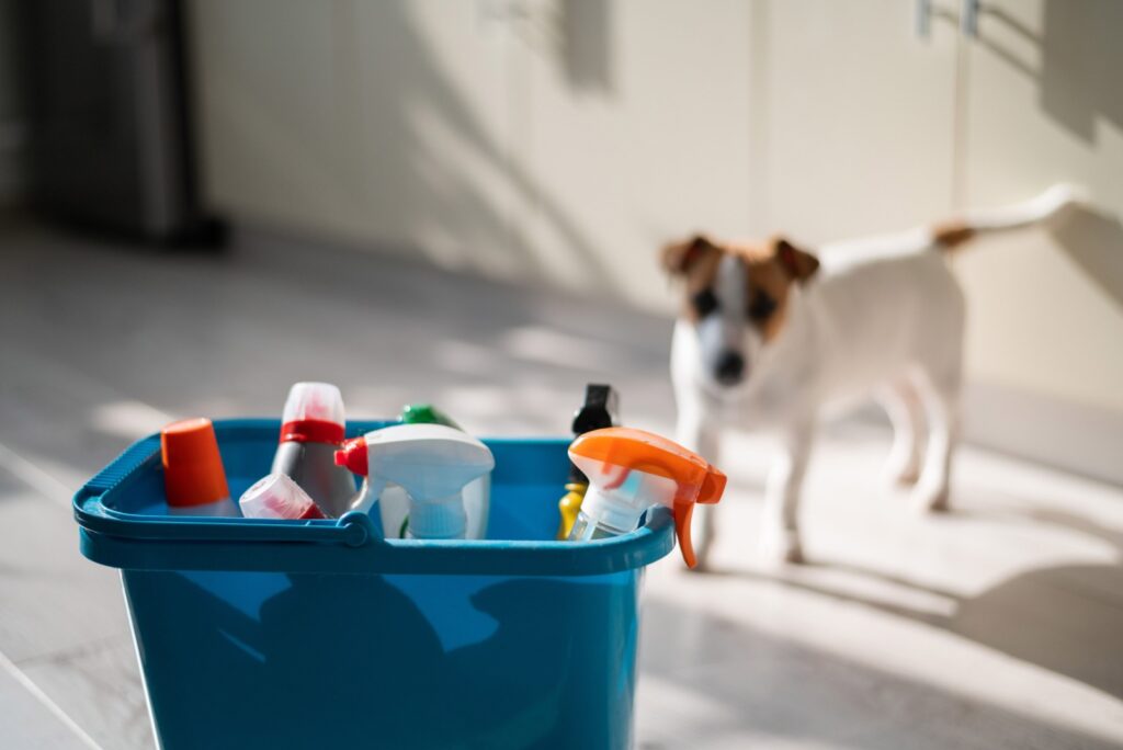 the dog looks at the bucket with cleaning products