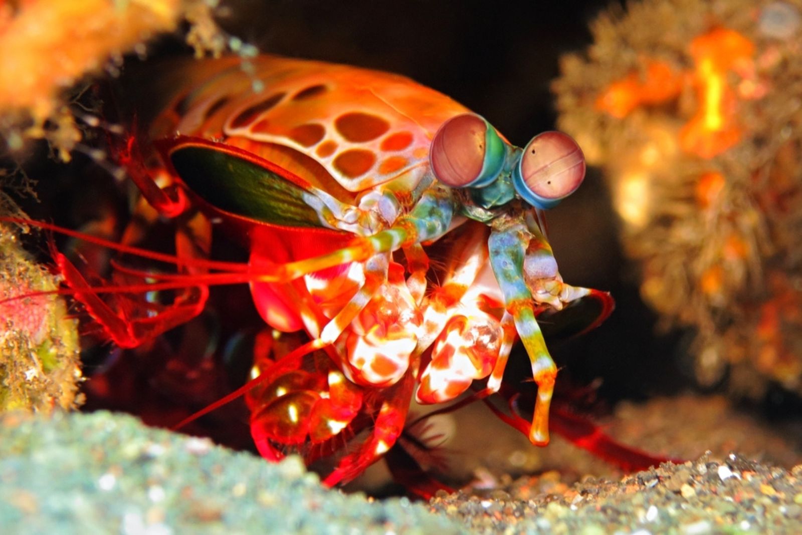 the mantis shrimp