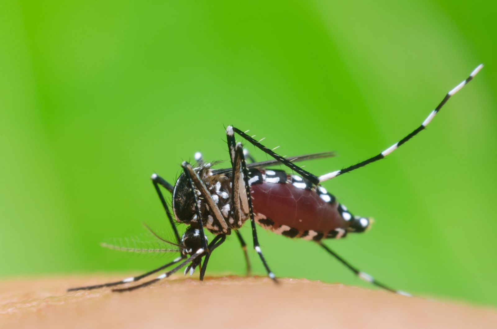 tiger mosquito