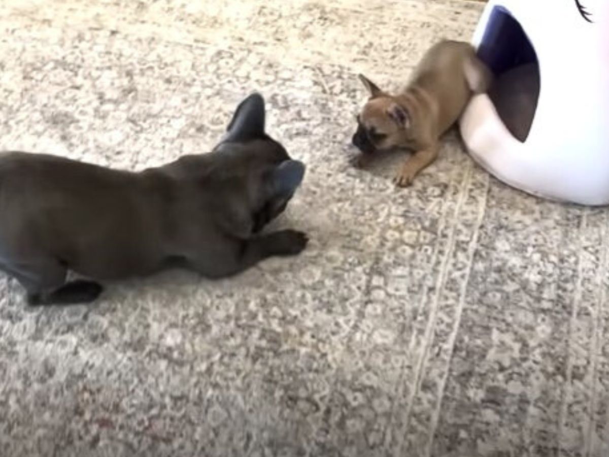 tiny dogs playing