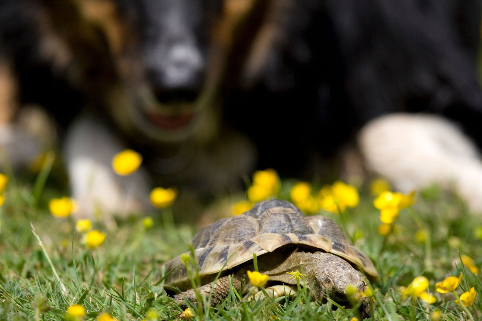 tortoise on green grass