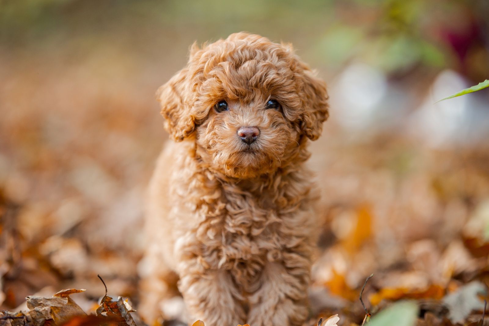 toy poodle