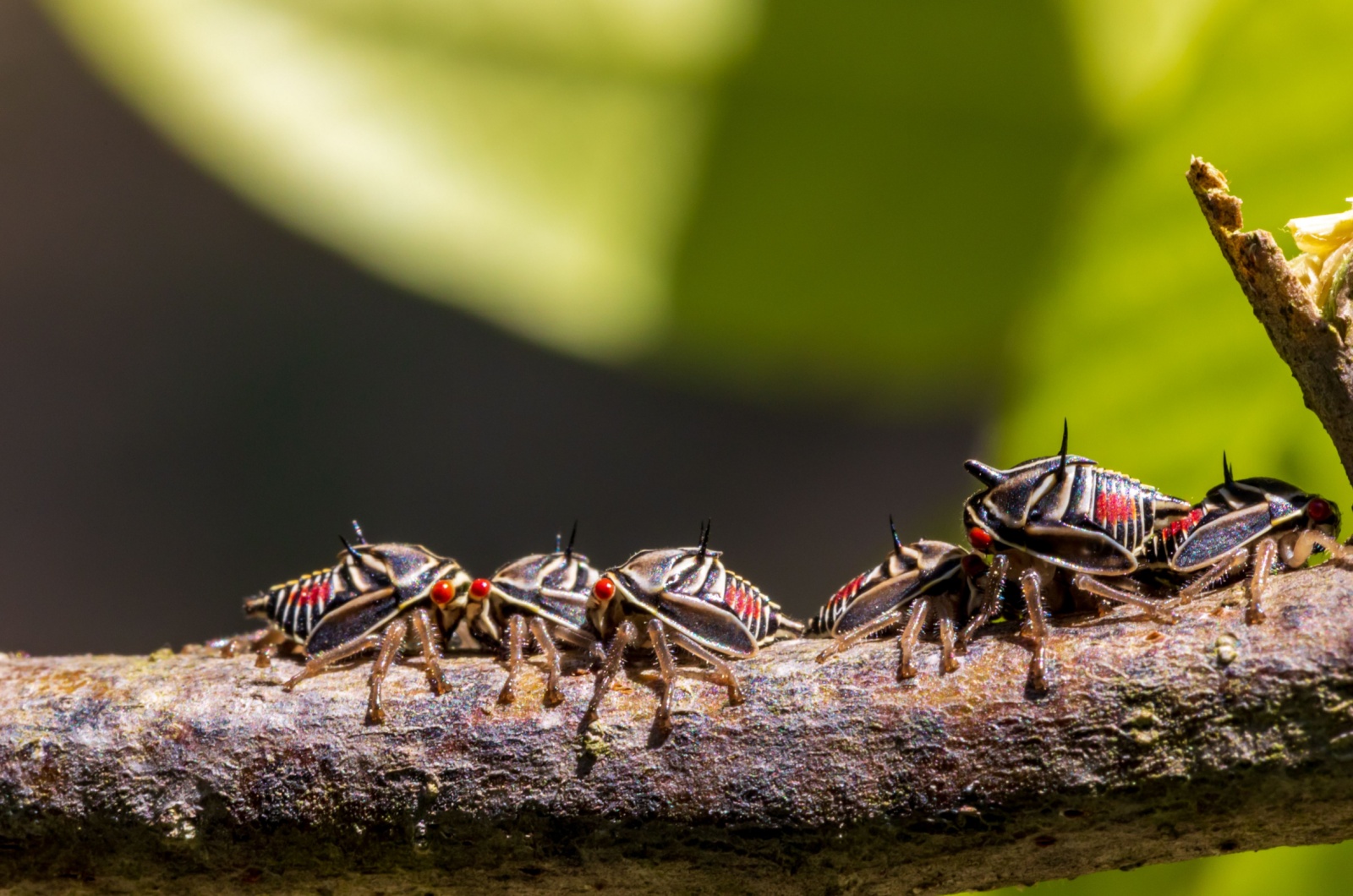 treehopper nymph