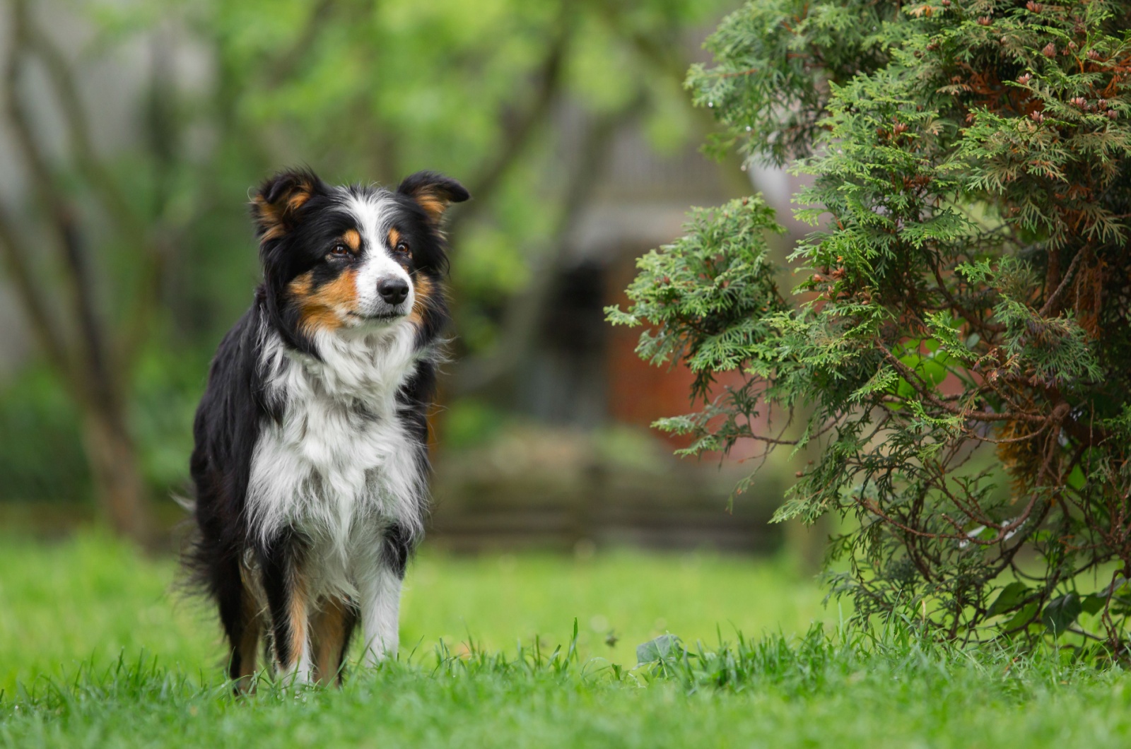 tricolor border collie