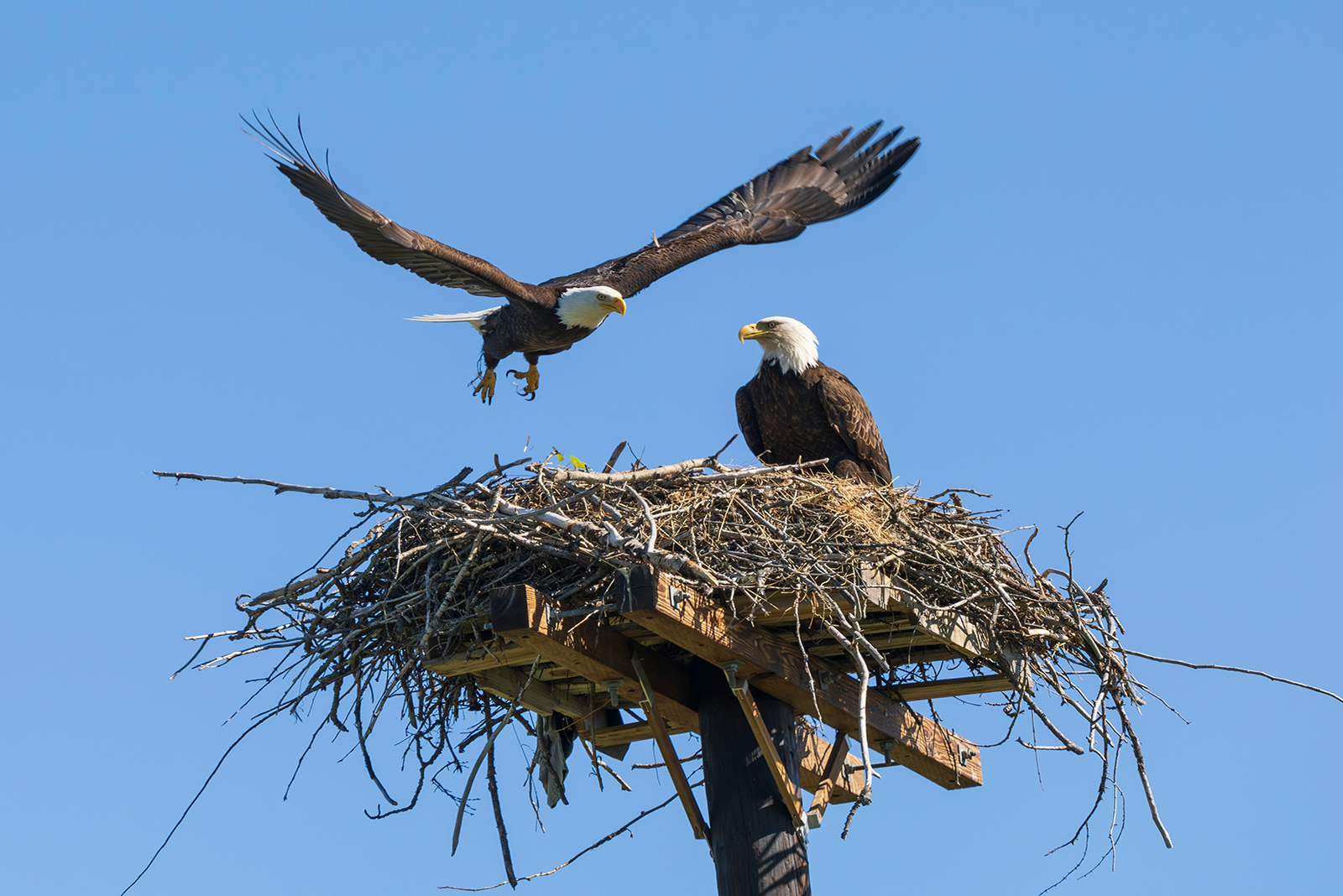 two bald eagles