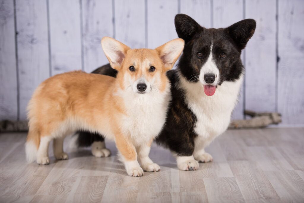 two corgis