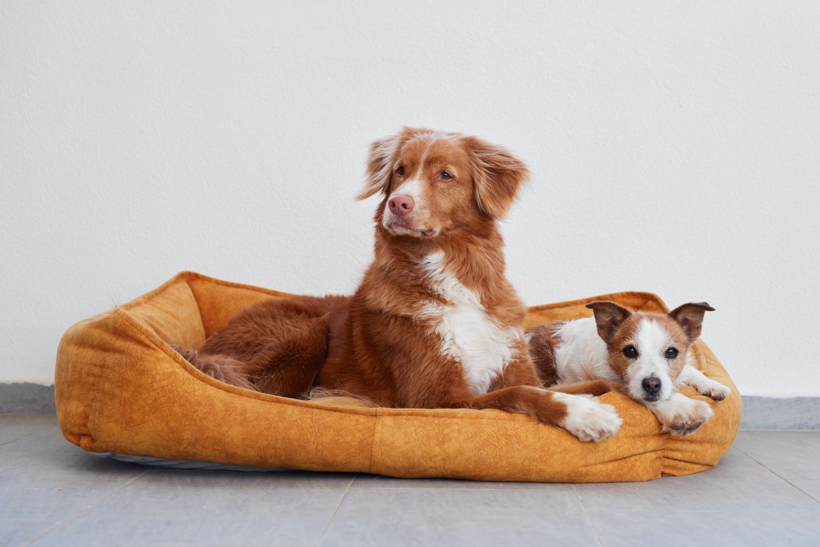 two dogs lying together