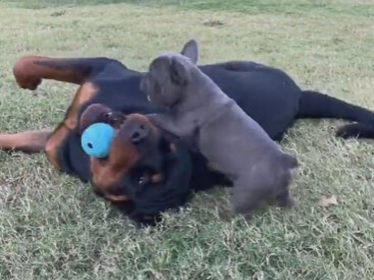 two dogs playing together