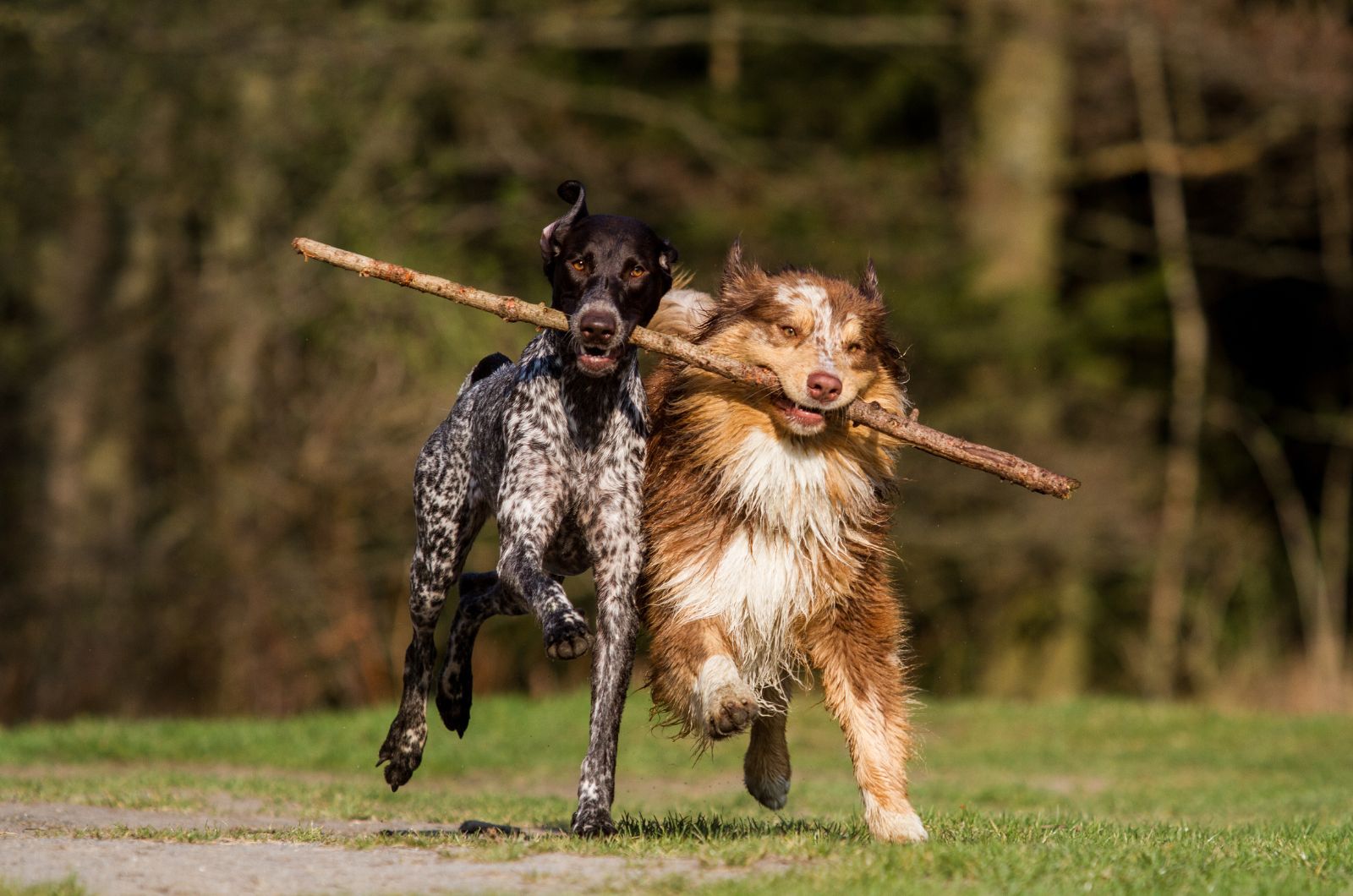 two dogs running with stick in mouth