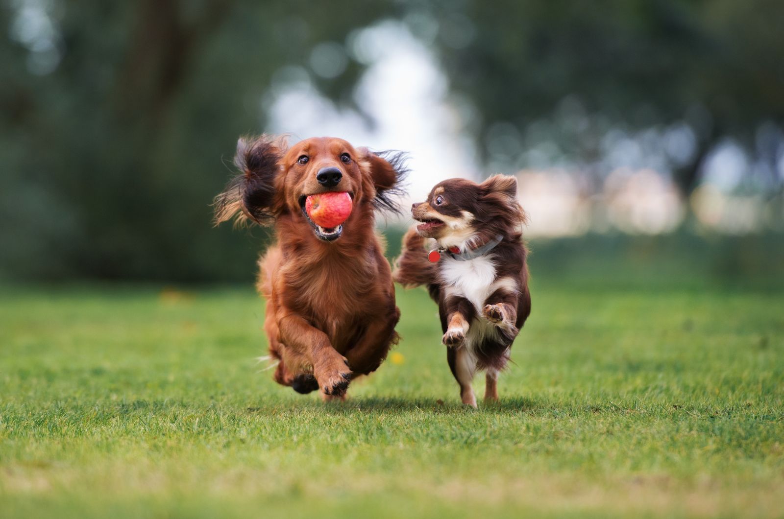 two dogs running