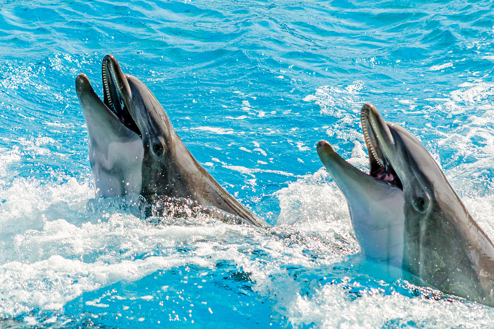 two dolphins