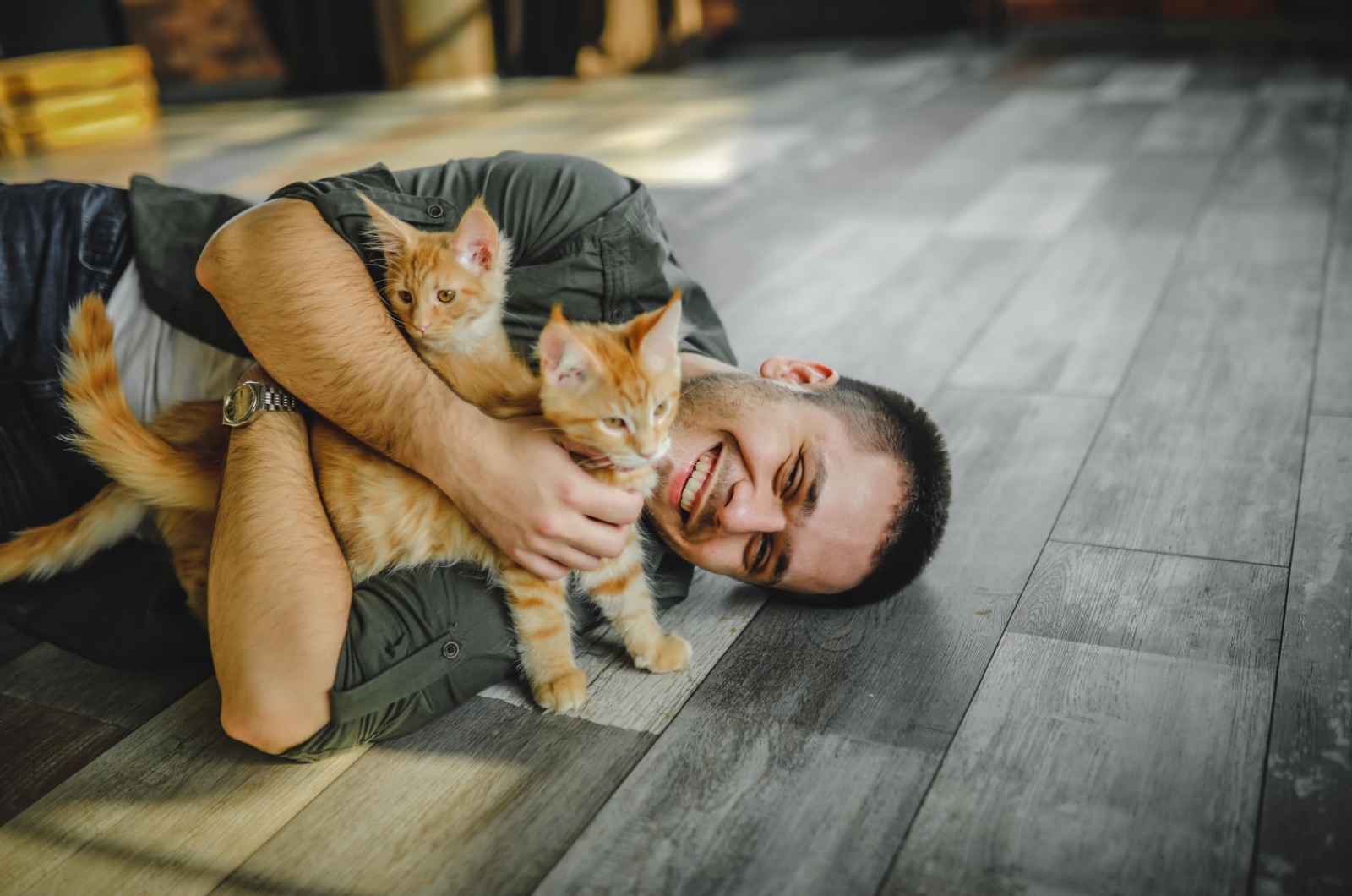 two ginger cats and owner