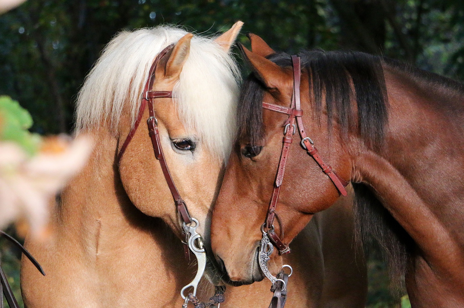 two horses in love