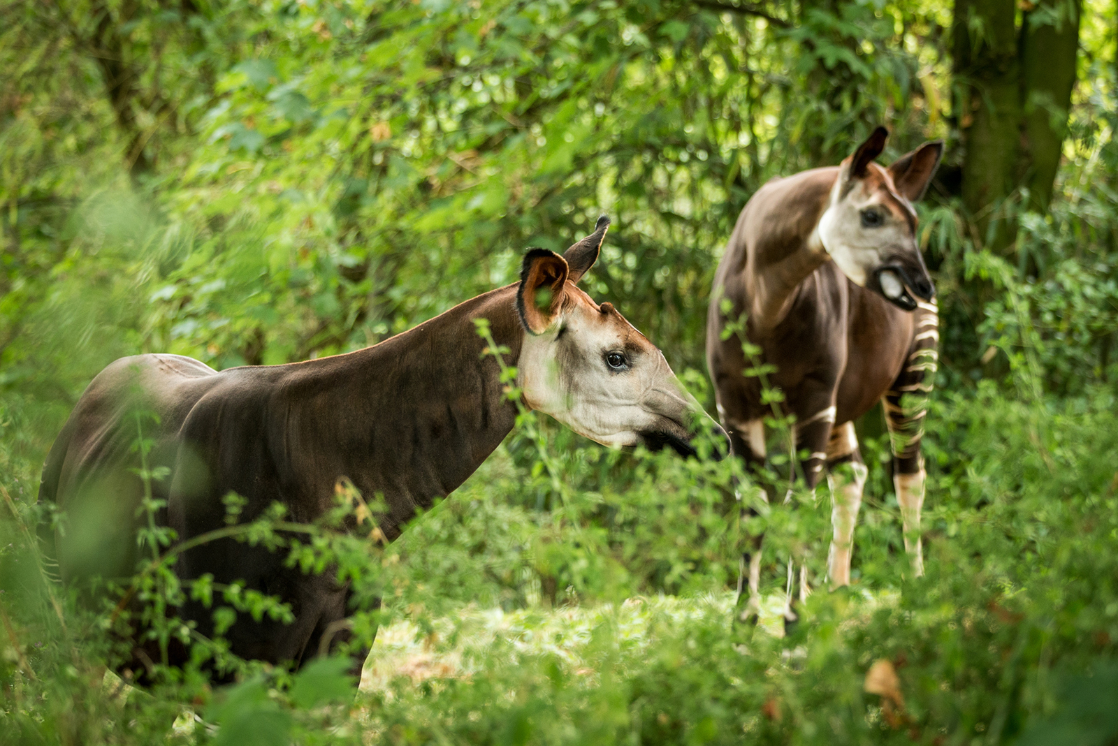 two okapis