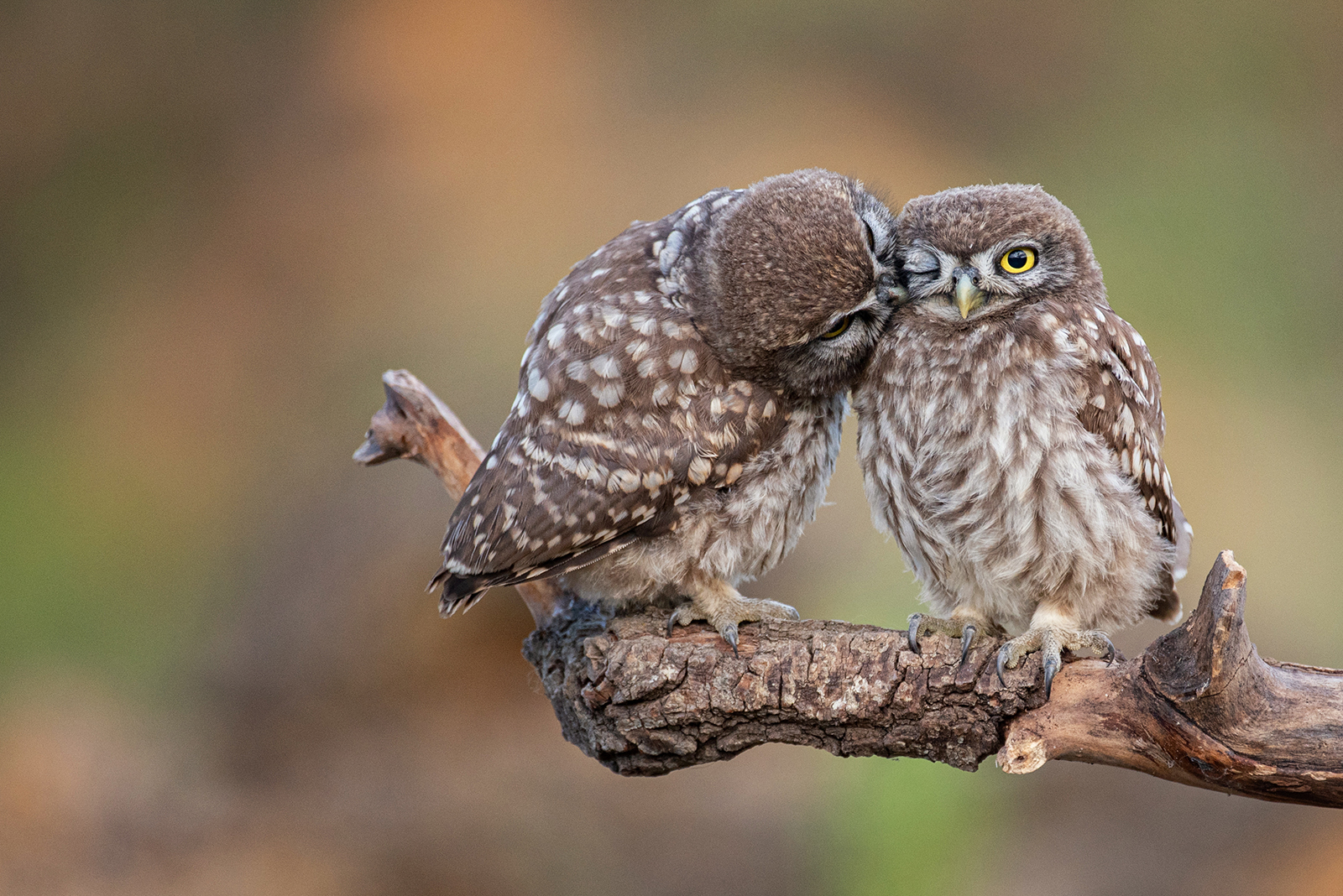 two owls in love