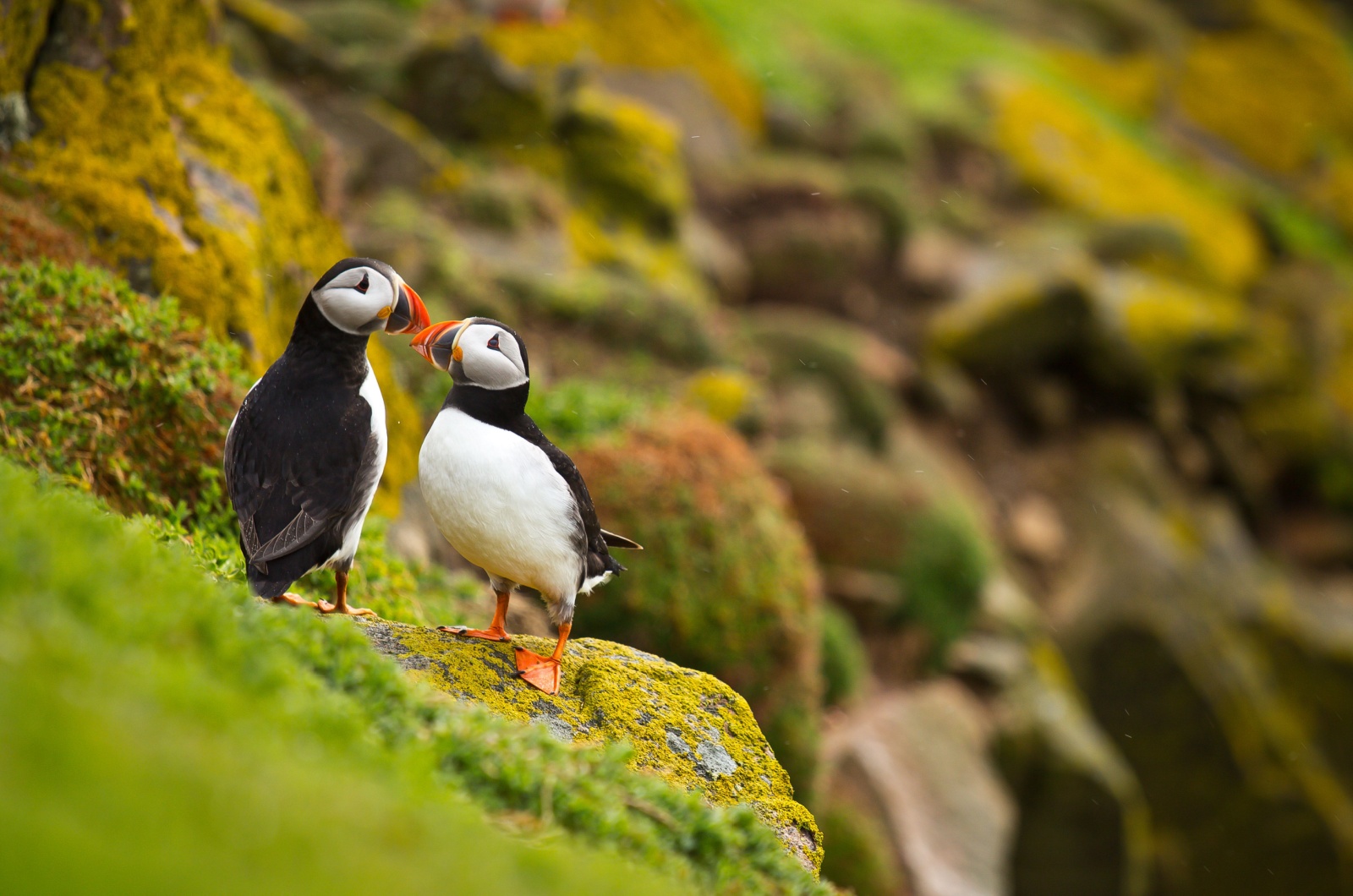 two puffins