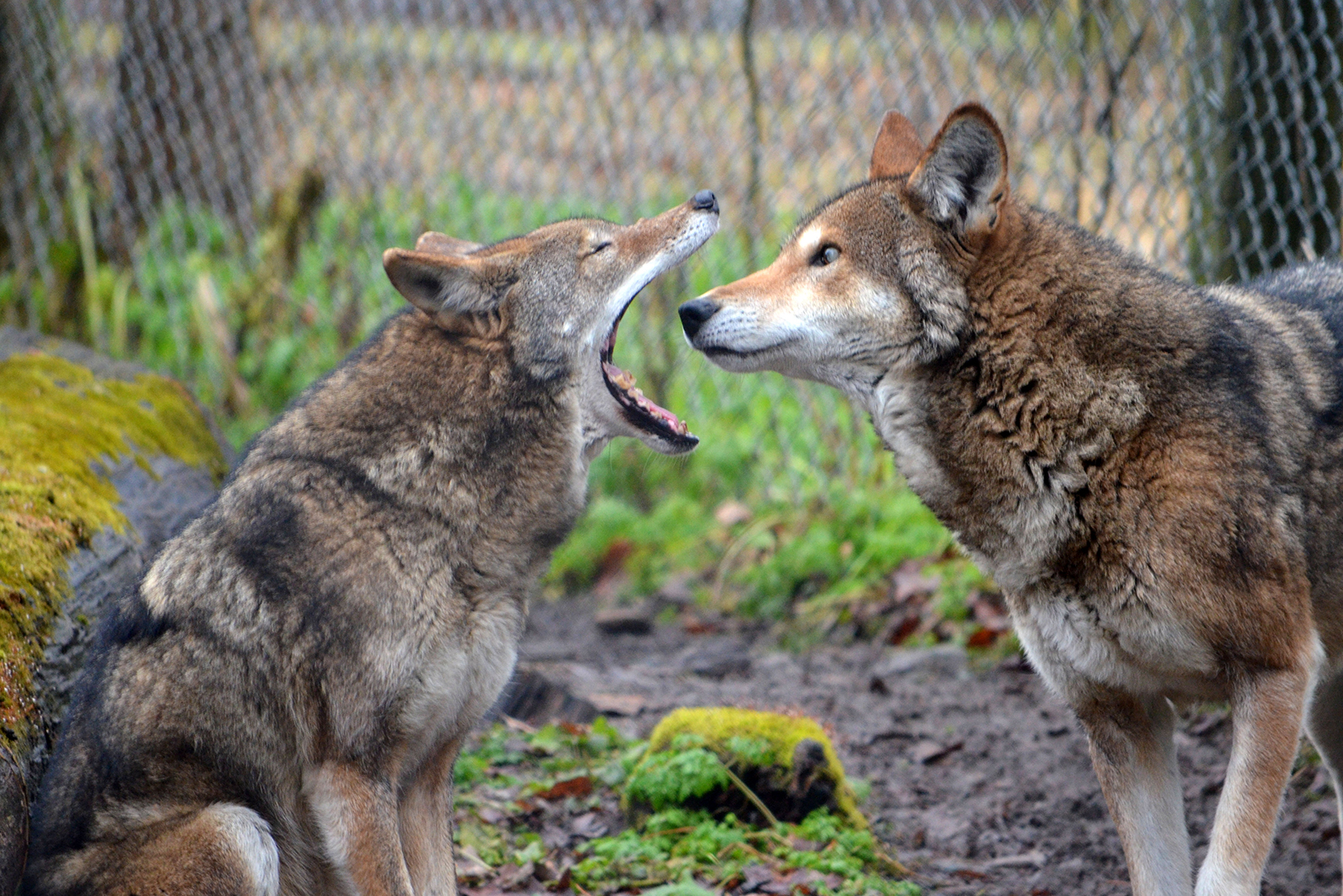 two red wolfs